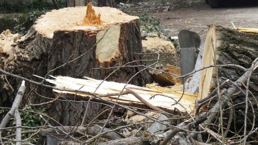 Via tutte le siepi e gli alberi pericolanti