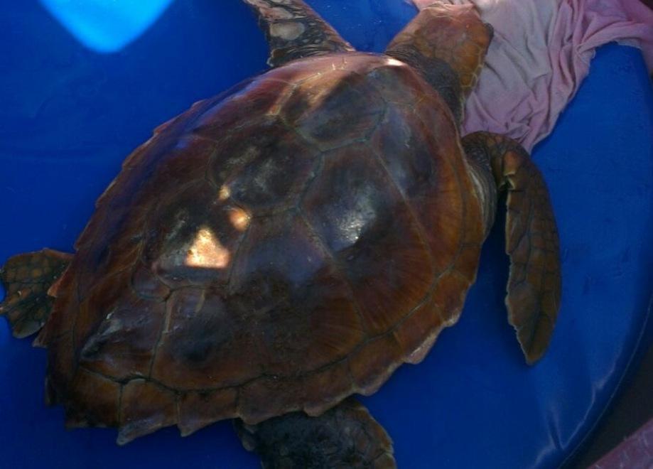 Tartaruga ferita curata all’Asinara