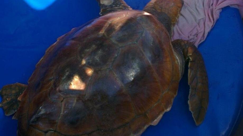 Tartaruga ferita curata all’Asinara