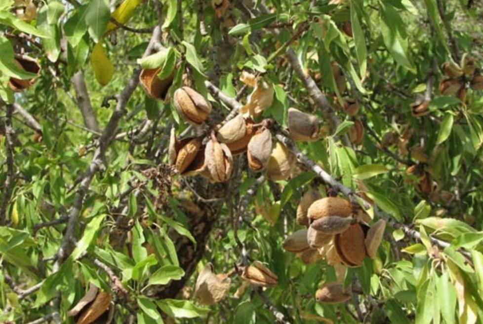 Comparto delle mandorle Oliena punta al rilancio