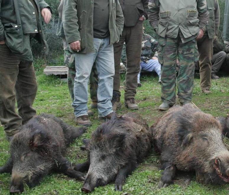 Cinghiale, freno alla caccia nelle zone vicine ai paesi 