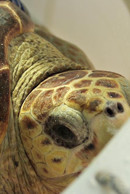 Il ritorno al mare delle due tartarughe tra due ali di folla