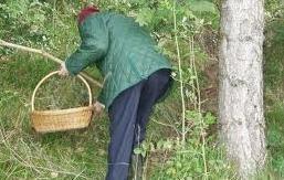 Cercava funghi: stroncato da un infarto 