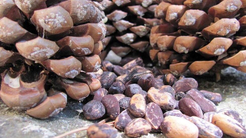 Rubano 320 kg di pigne, denunciati