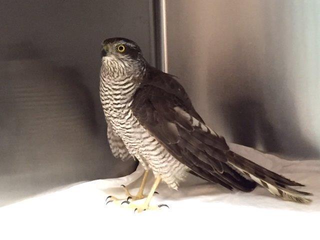 Lo sparviere impallinato nell'ambulatorio veterinario