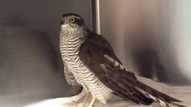 Lo sparviere impallinato nell'ambulatorio veterinario