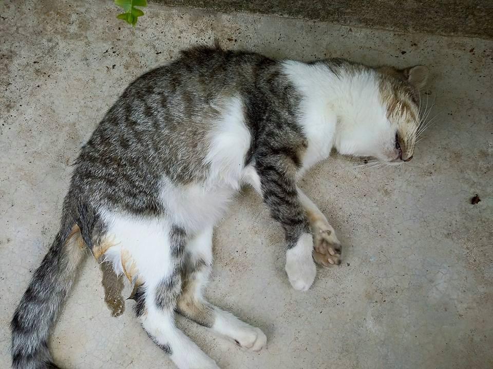 Uno dei gatti uccisi con i bocconi avvelenati