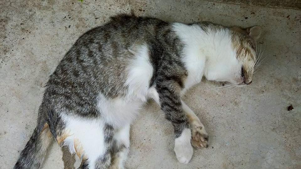 Uno dei gatti uccisi con i bocconi avvelenati