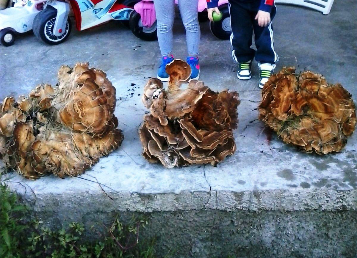 Funghi, che passione: 10 «giganti» raccolti nelle campagne sarde