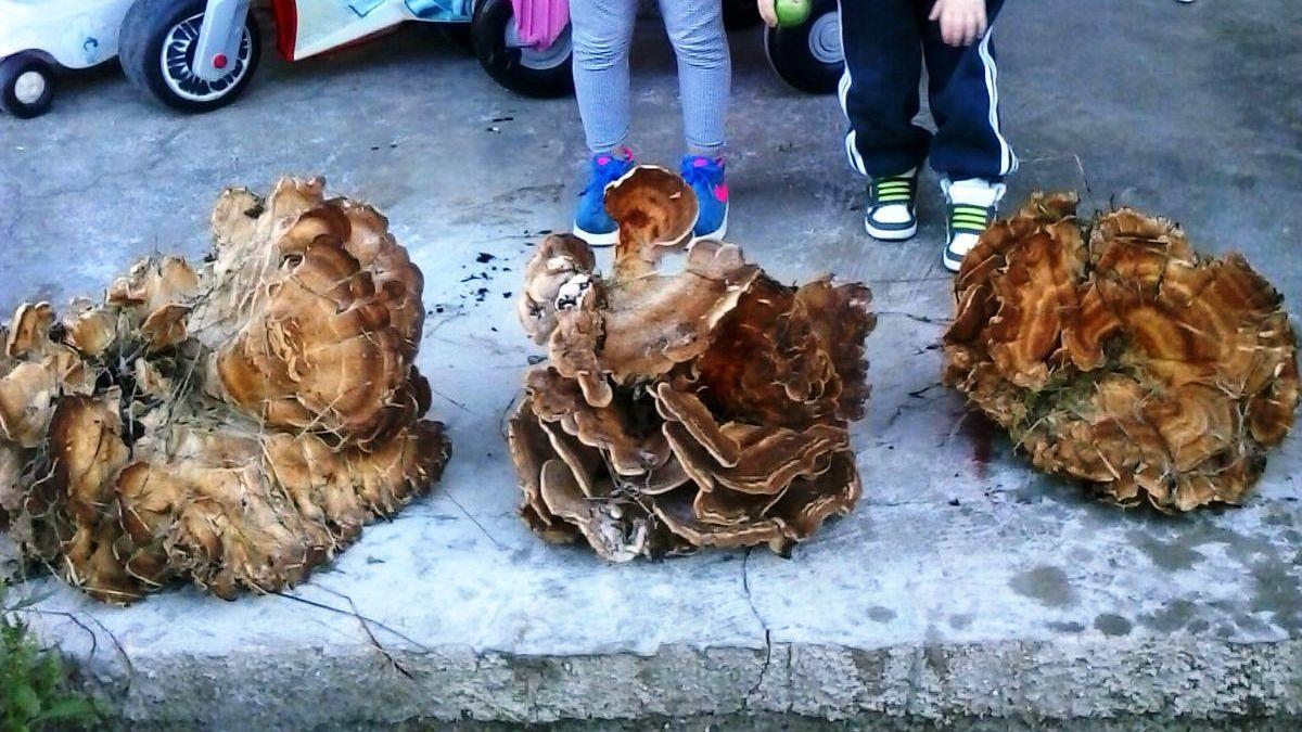 Funghi, che passione: 10 «giganti» raccolti nelle campagne sarde