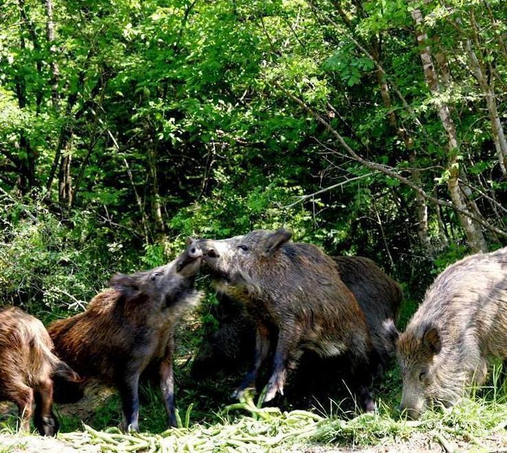 Cinghiali, è un’invasione E i danni sono pesanti 