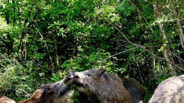 Cinghiali, è un’invasione E i danni sono pesanti