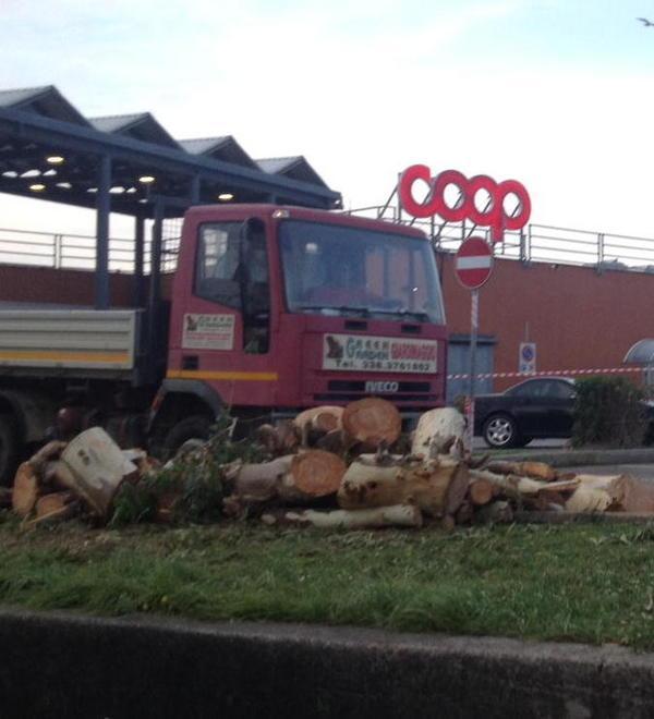 Alberi potati nel piazzale della Coop di Portoferraio