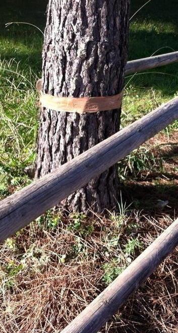 Parco pericoloso, tra erbacce e degrado 