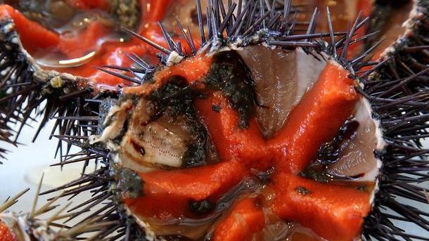 Pesca dei ricci, calendario corto