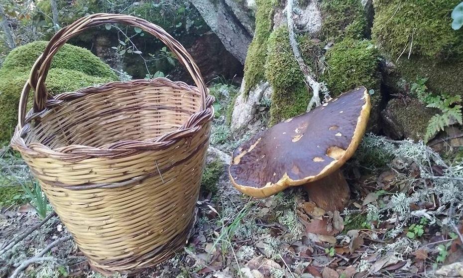 Un porcino nero da un chilo e mezzo