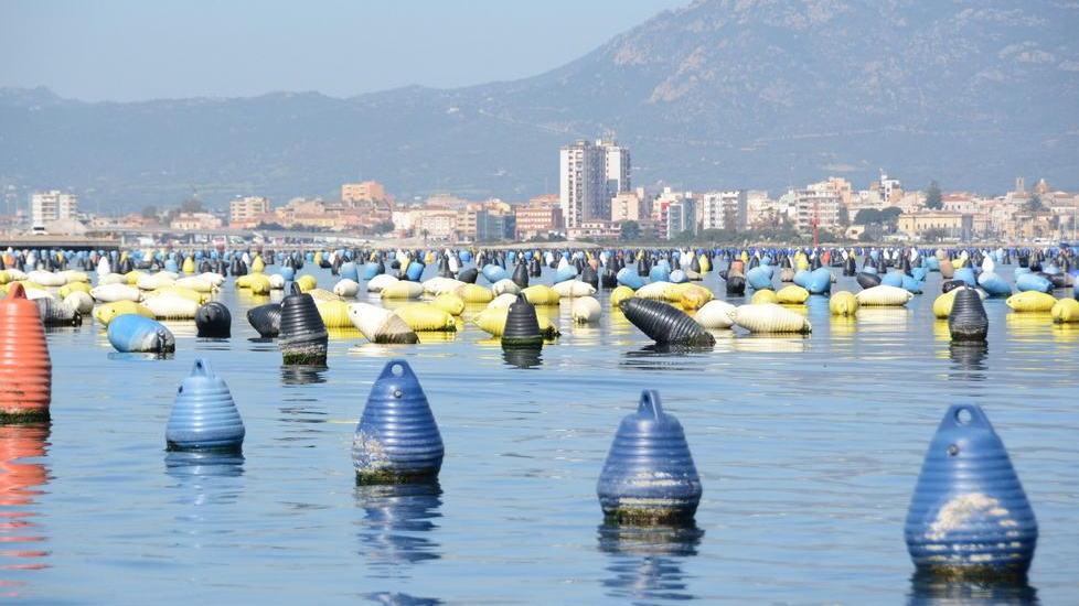 Cocciani, revocato il divieto di raccolta delle cozze