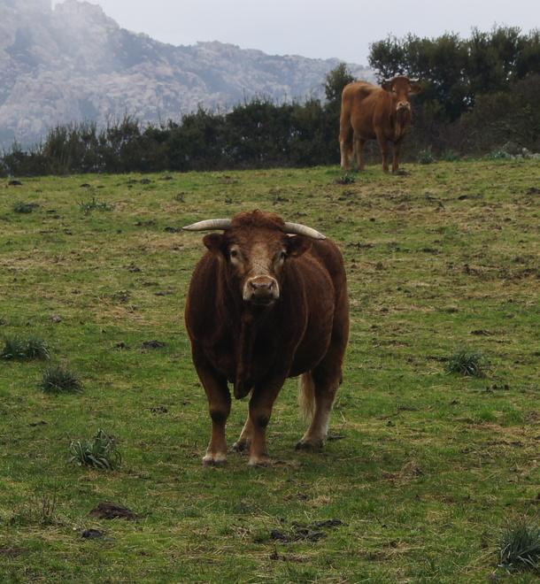 Un’ondata di furti di bestiame vaccino 