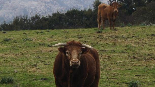 Un’ondata di furti di bestiame vaccino