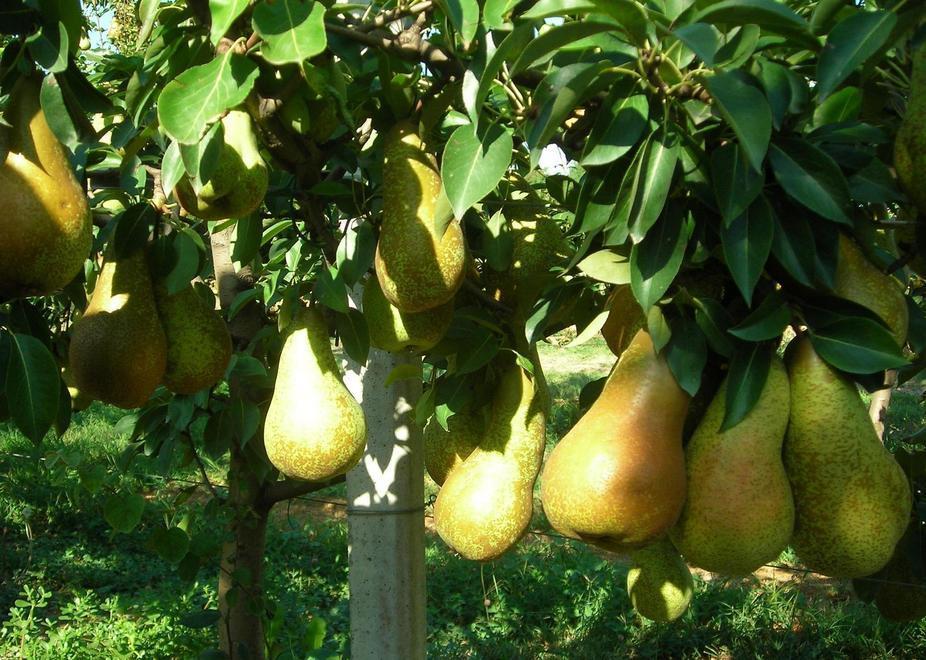 Ferrara diventa capitale della pericoltura mondiale 