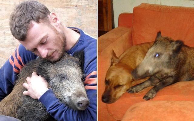 Frisbee sul divano di casa di Paolo Barsotti (a sinistra) insieme all'amico pitbull