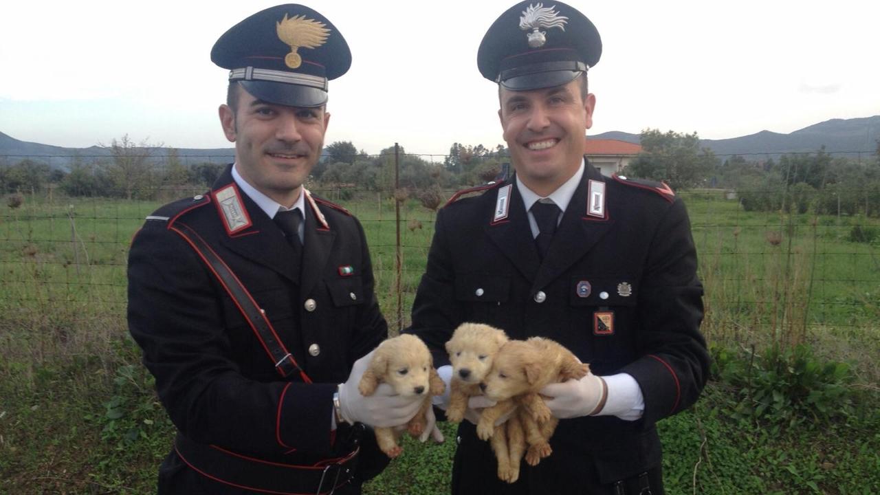 Tre cuccioli di maremmano lanciati da un ponte, salvati dai carabinieri 
