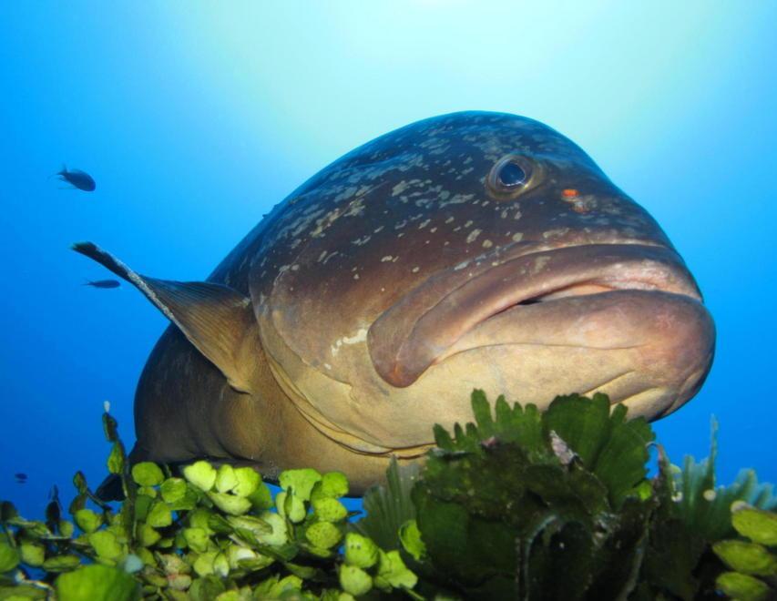 Sterminate le cernie nel paradiso dei sub