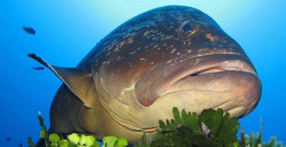 Strage delle cernie a Capraia 