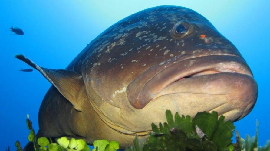 Strage delle cernie a Capraia