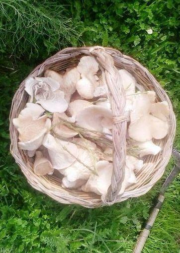 Liti tra allevatori e cercatori di funghi