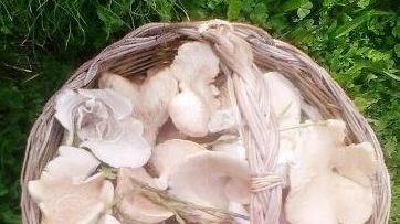 Liti tra allevatori e cercatori di funghi