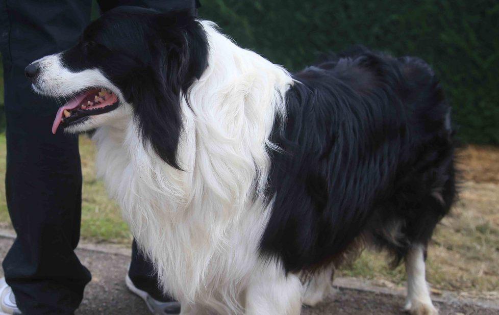 Lapo, il cane-eroe che ha bloccato il fuggitivo 