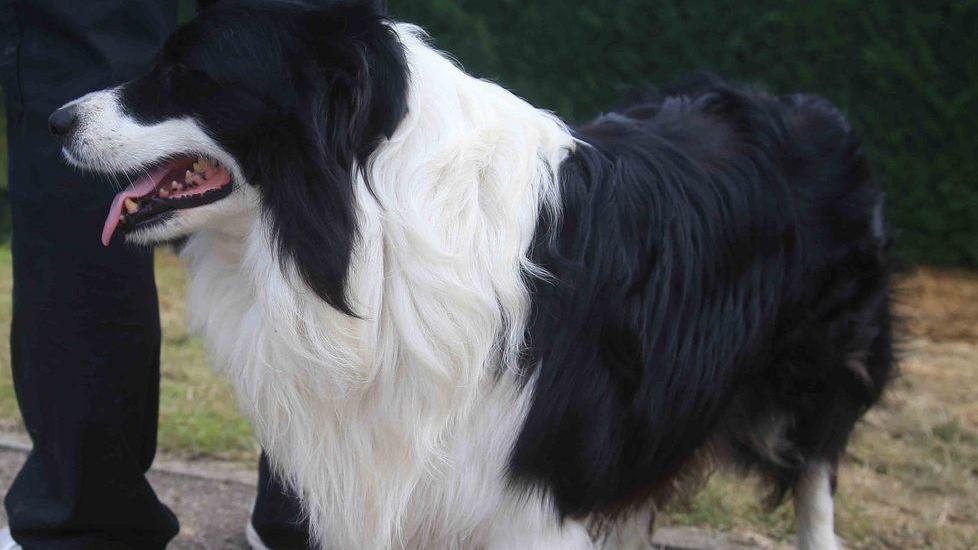 Lapo, il cane-eroe che ha bloccato il fuggitivo