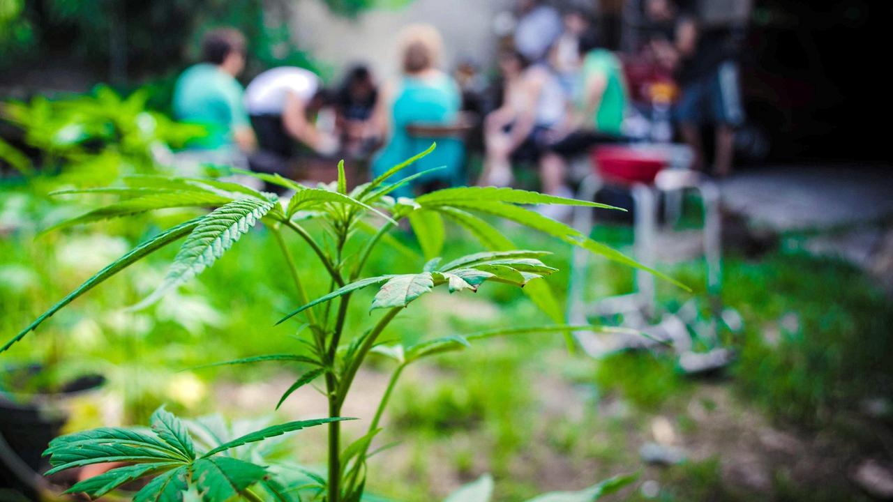 Una piantina di marijuana