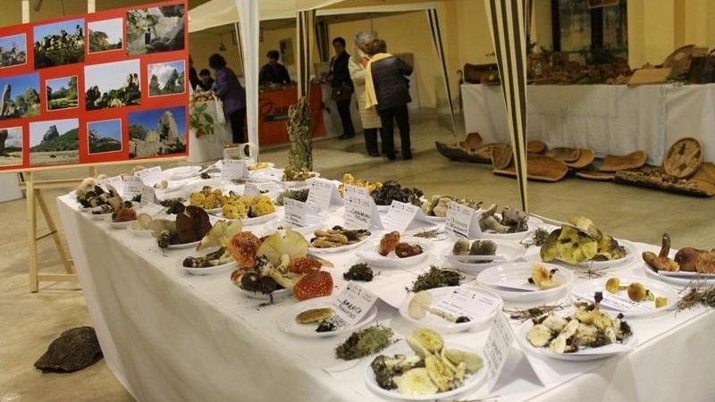 Una mostra micologica della Asl