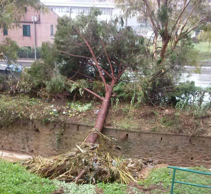 Molti gli alberi sradicati