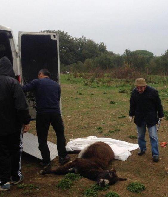 Asinello morto sulle colline arriva un esposto in Procura
