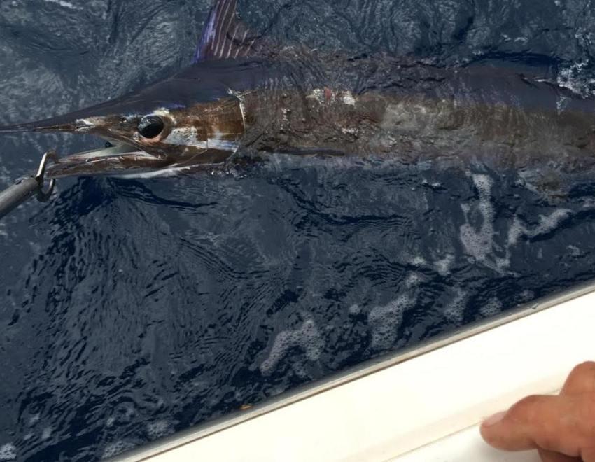 L’equipaggio di Hyghlander vince la tappa di pesca d’altura 