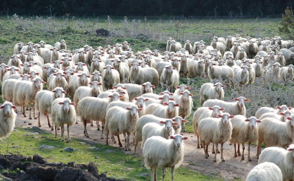 «Una beffa i nuovi premi Pac per il settore ovicaprino» 