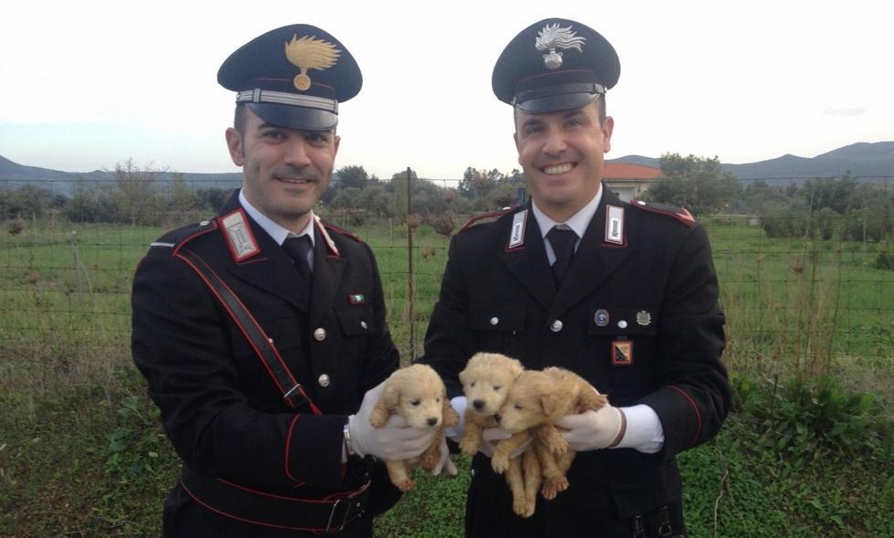 Salvati tre cuccioli gettati in un fiume