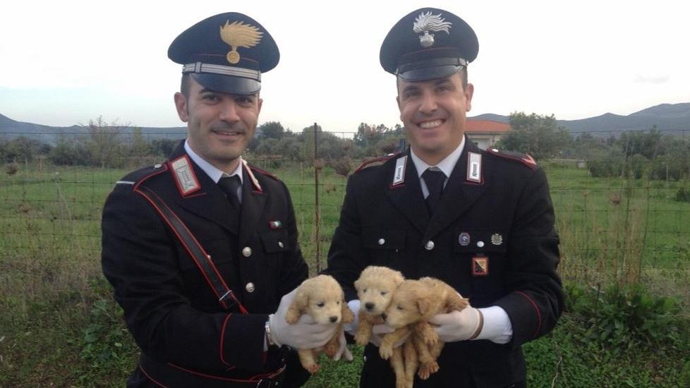 Salvati tre cuccioli gettati in un fiume