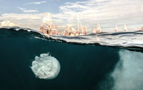 Medusa gigante e urticante avvistata al Poetto 