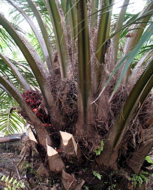 Contro i carabinieri a colpi di palma: arrestato un giovane