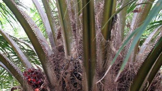 Contro i carabinieri a colpi di palma: arrestato un giovane