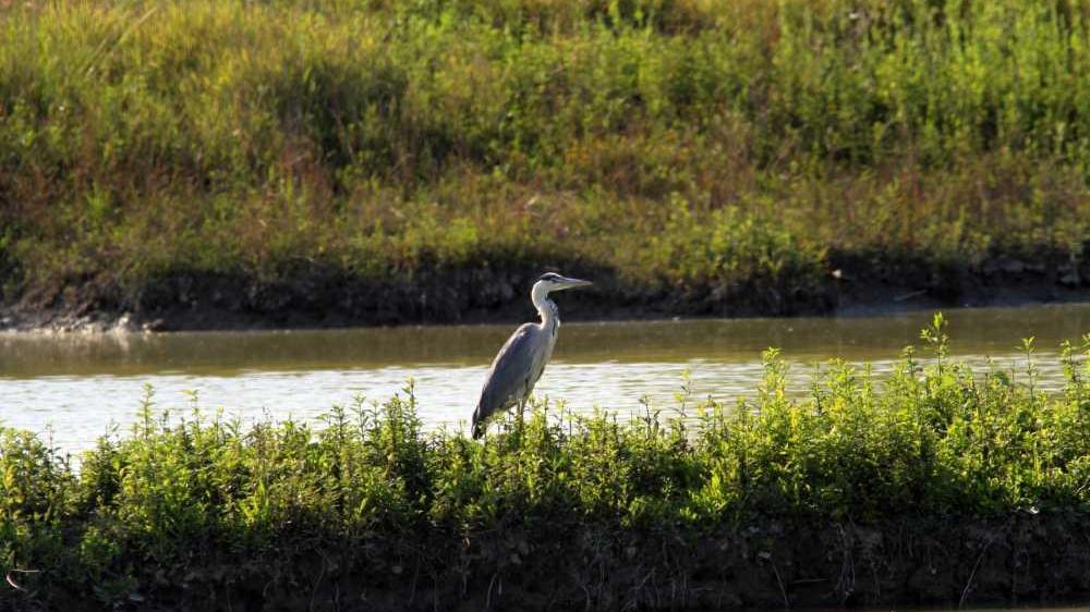 L’Oasi Celestina diventerà una “riserva naturale”