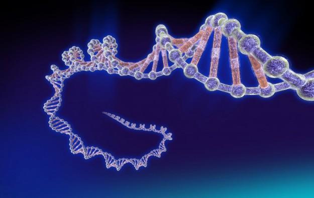 La doppia elica del Dna 
