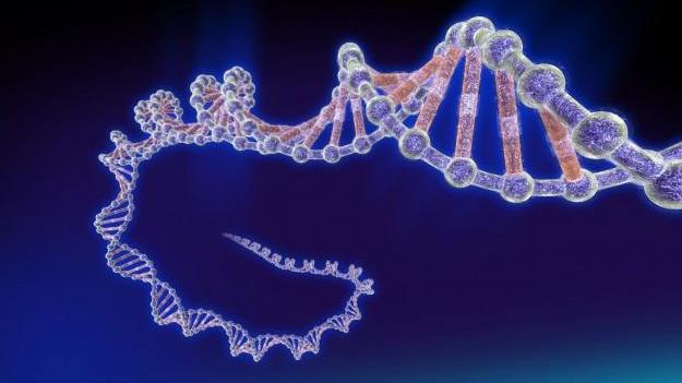 La doppia elica del Dna