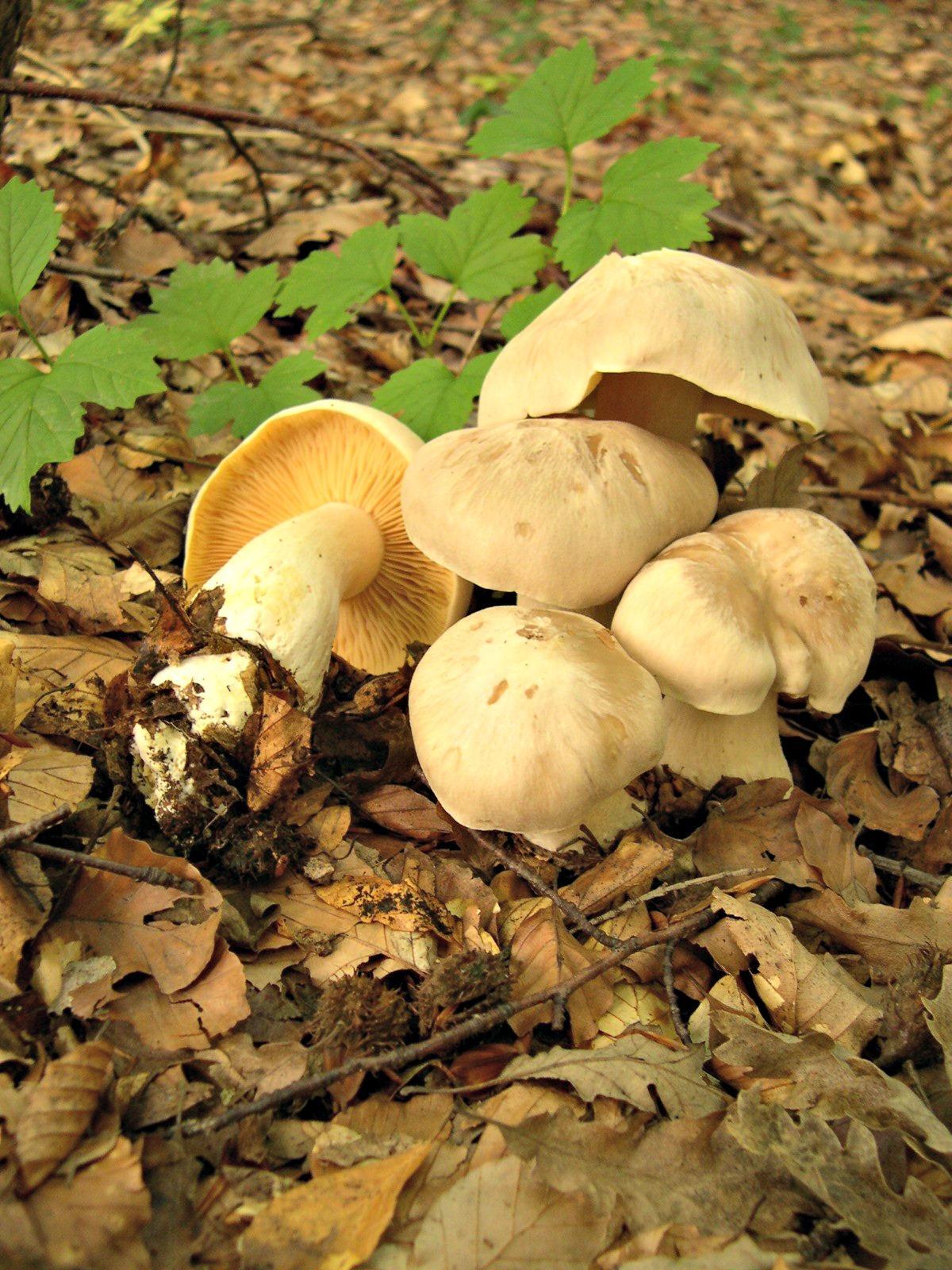 Entoloma Sinuatum (di Archenzo da Wikipedia)