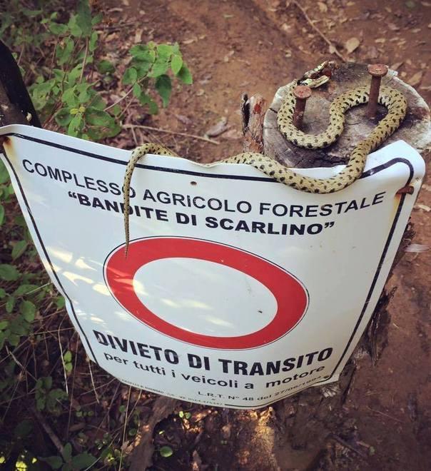 Biscia uccisa e appesa come trofeo 