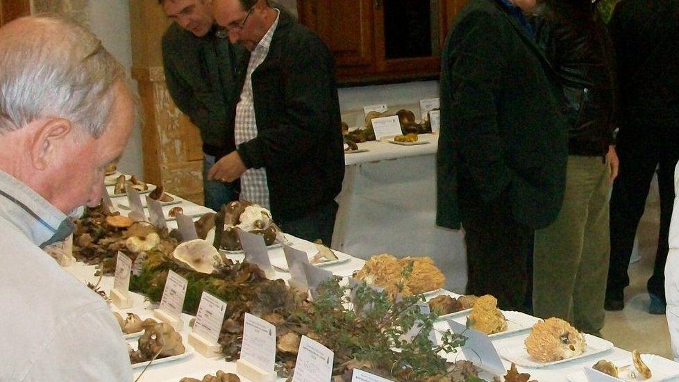 Una mostra micologica ricca di eventi